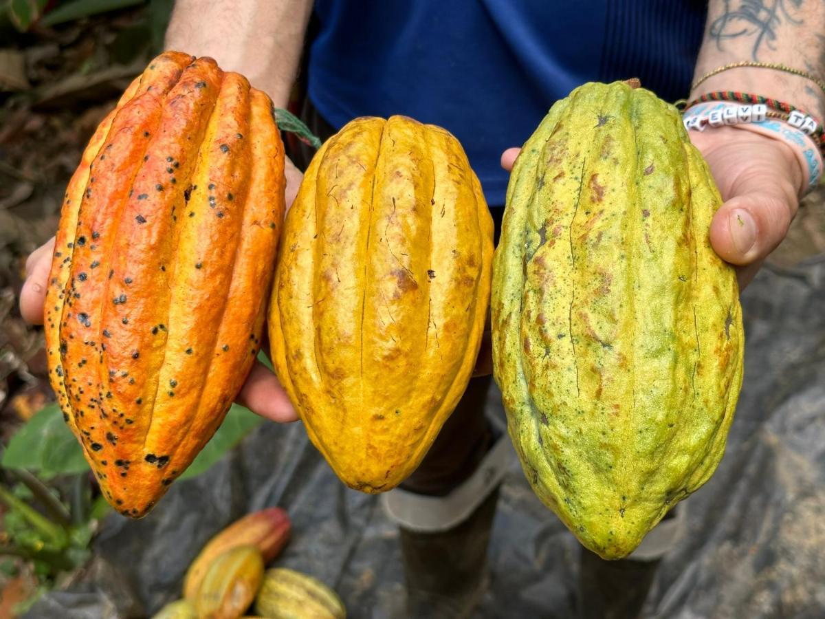 Finca La Selvita Chocolate Experience Буритака Экстерьер фото