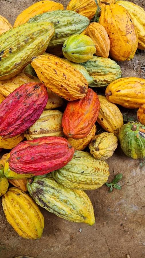 Finca La Selvita Chocolate Experience Буритака Экстерьер фото