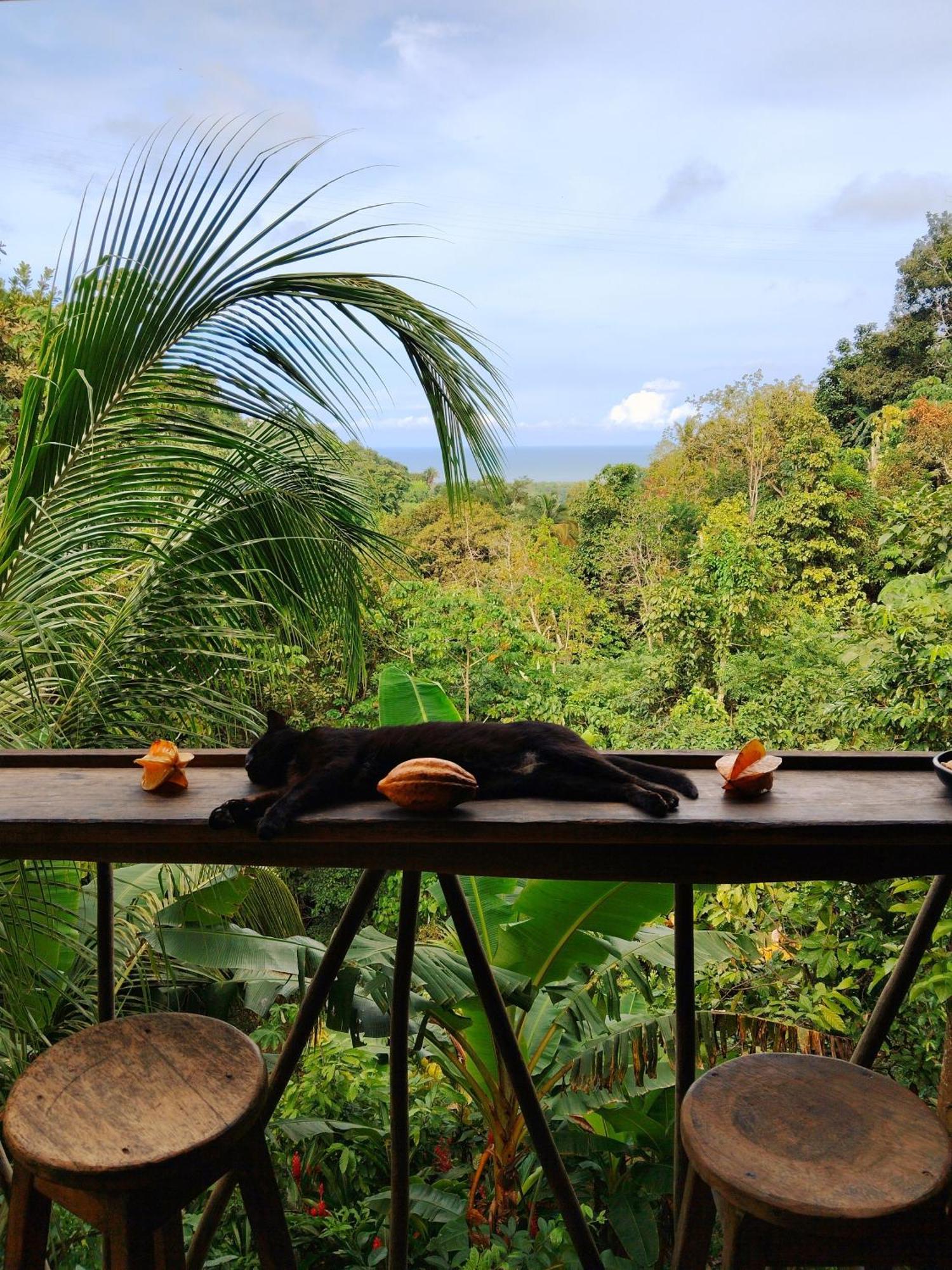 Finca La Selvita Chocolate Experience Буритака Экстерьер фото
